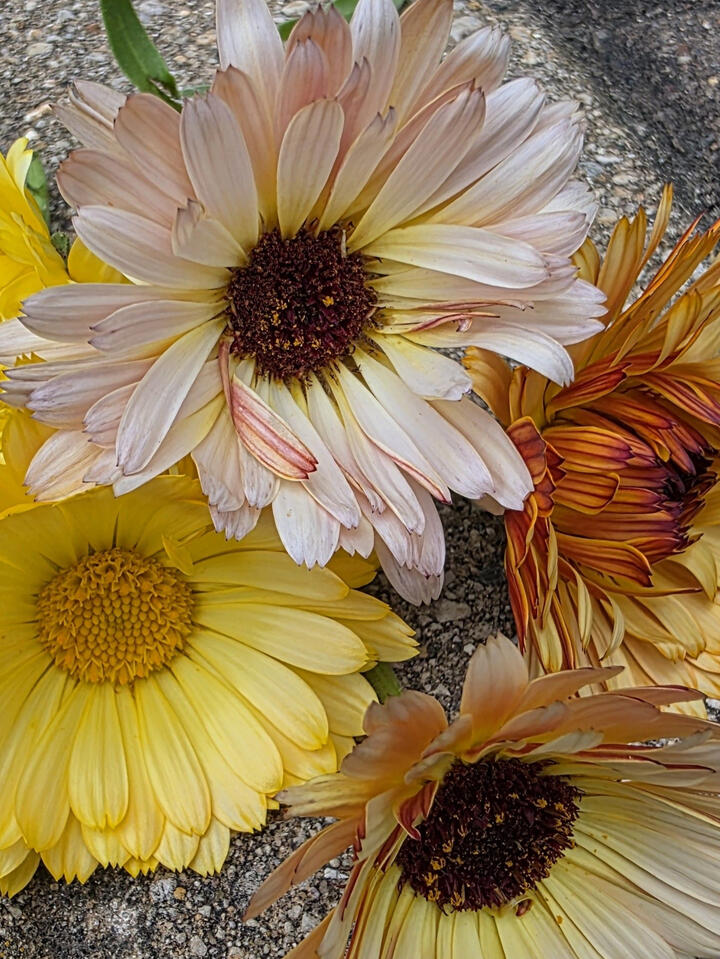 Calendula Vintage Mix Calendula Vintage Mix